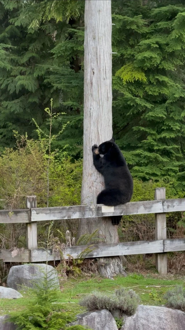 2nd bear sighting this year in our backyard. Looks like he got his itch covered. 🐻

#burkemountain #coquitlam #tricities #explorebc #beautifulbc #hellobc #explorecoquitlam #beautifulbritishcolumbia
#burkemountaincommunity #burkemountainlife #bears #wildlifebc #burkemountainbears